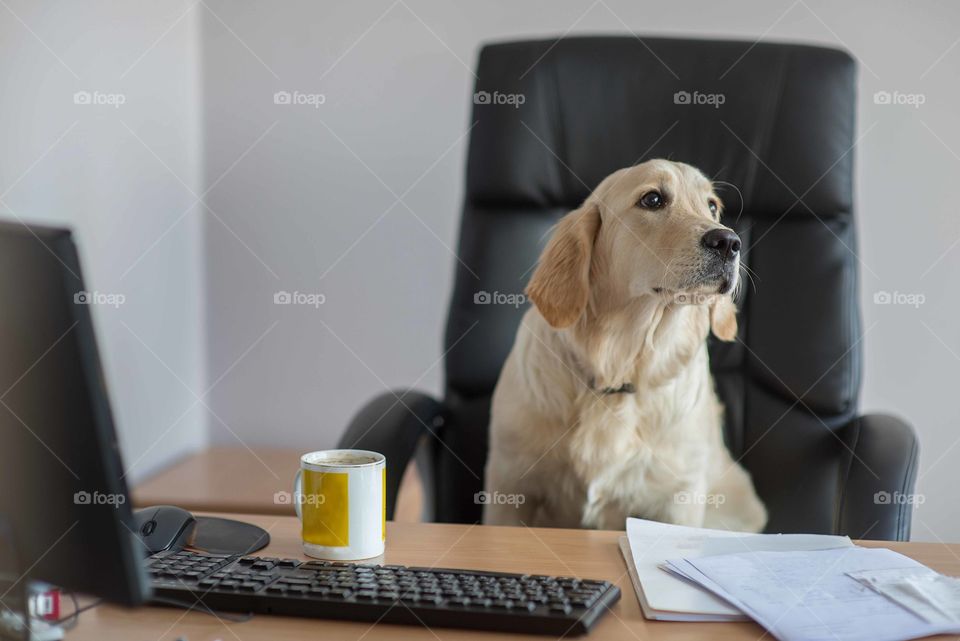 Dog golden retrievers working in office