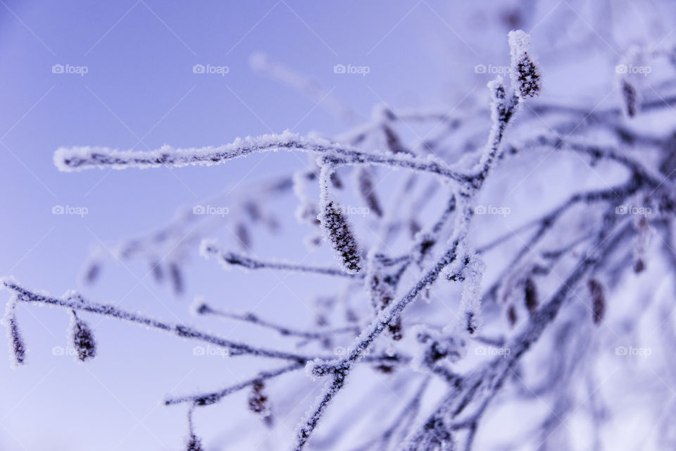 Frozen brich branch with catkins. Close up. November.