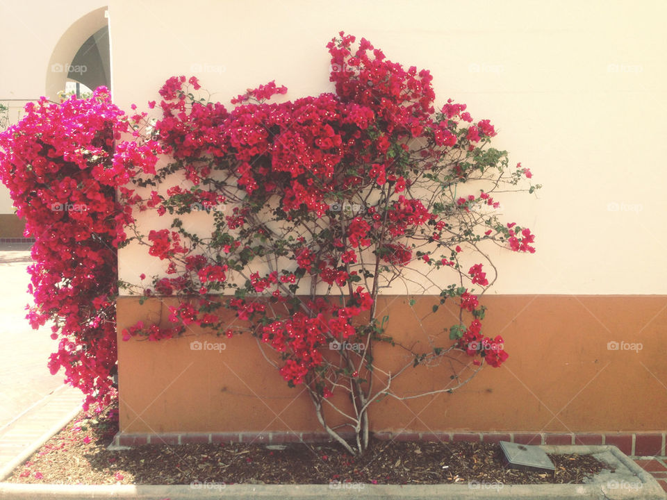 FLOWER PLANT ON WALL