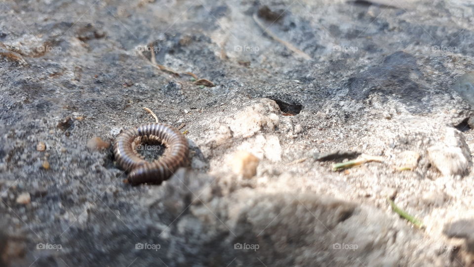 Side View Cracked Millipede Shell on Ashphalt in Sun