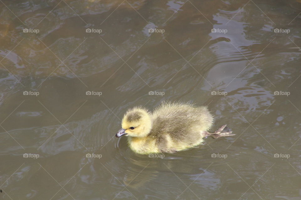 Gosling afloat on river