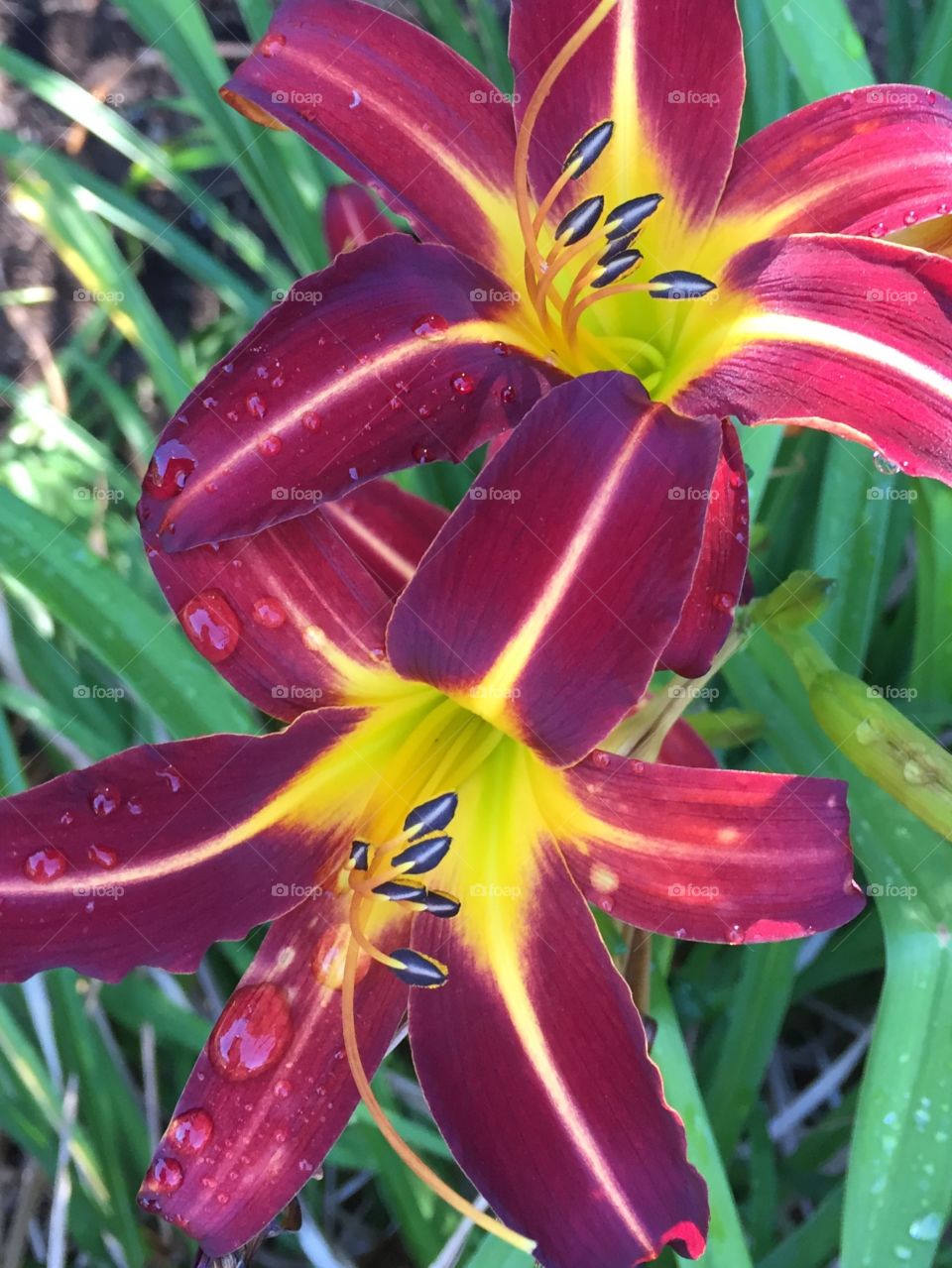 Lovely Lilies  