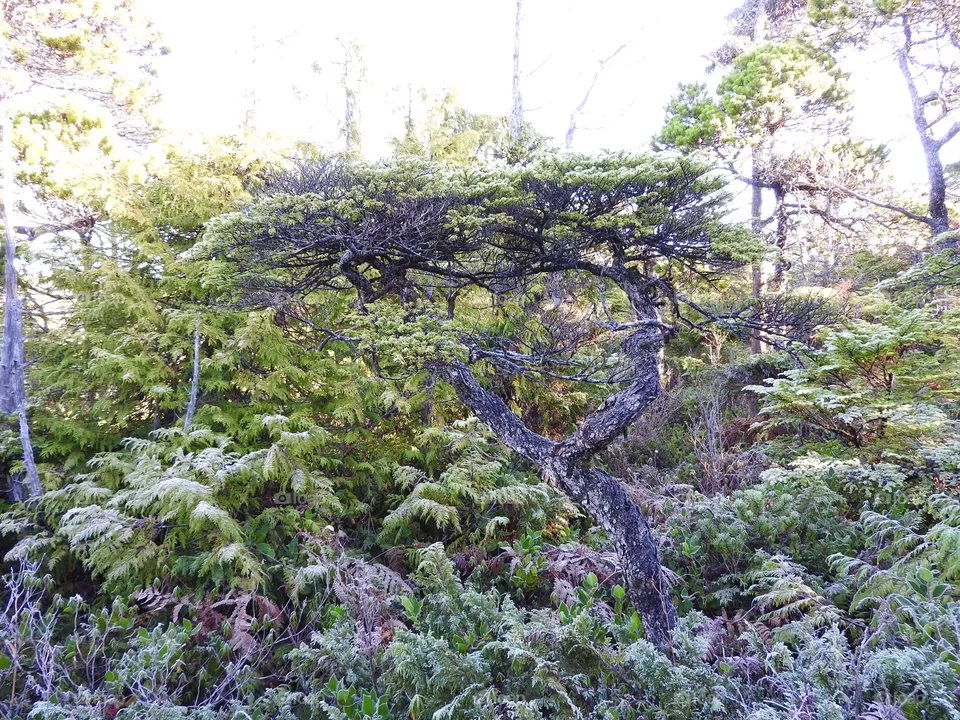 Trees