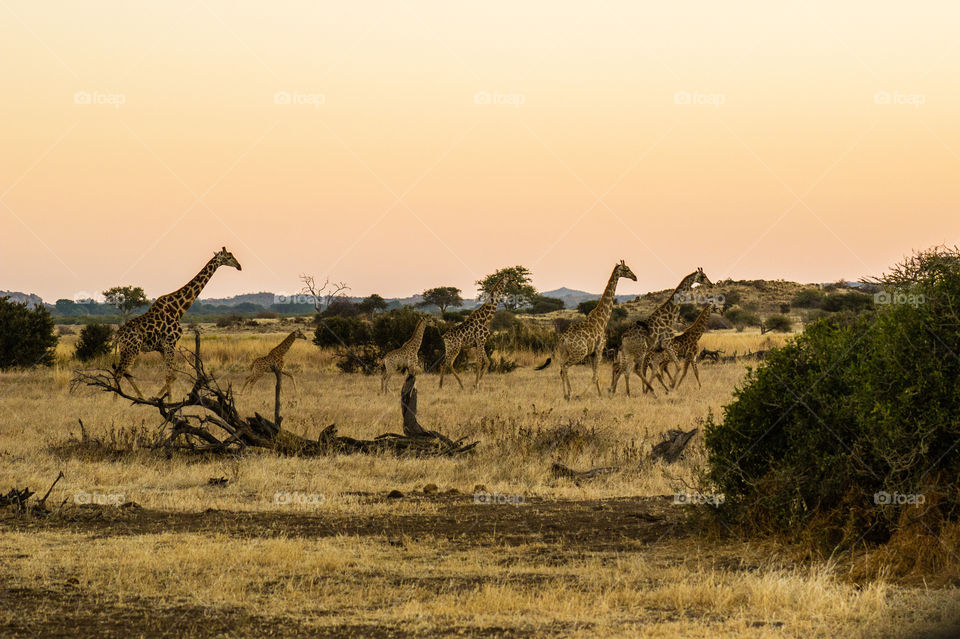 giraffes running in the wild
