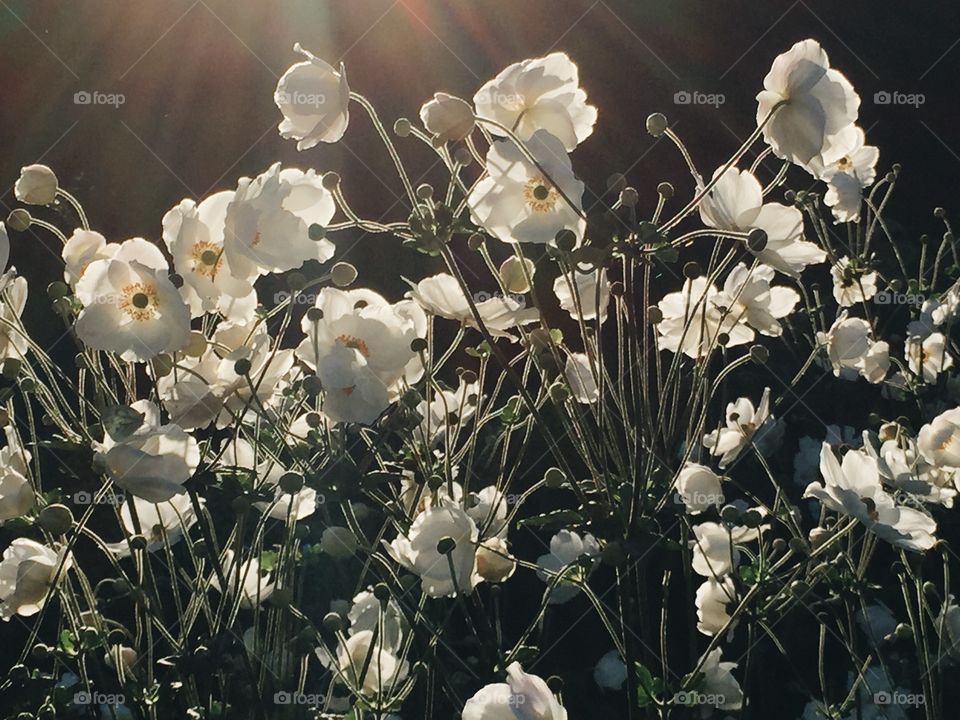 Flourishing white flowers and sunlight