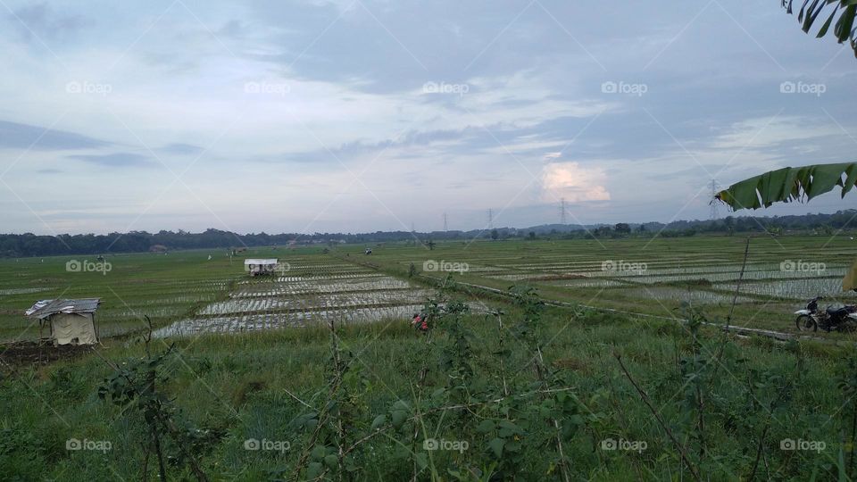 The view of the rice fields in the afternoon before sunset.
