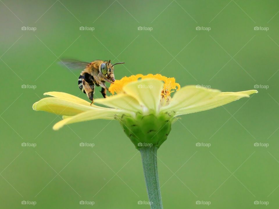 Bee Eat Nectar From The Flower
