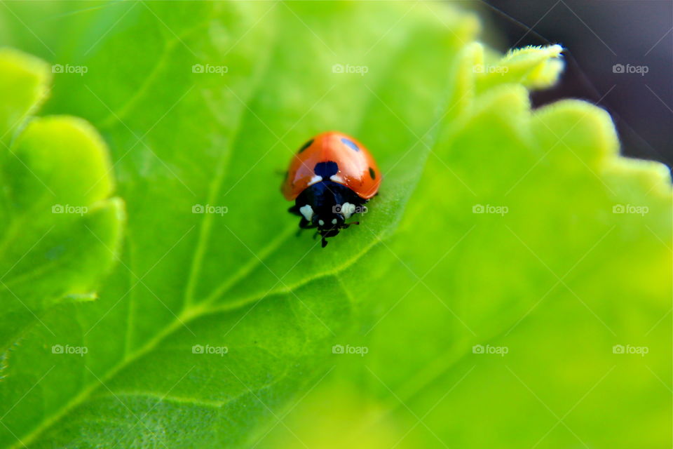 Ladybug face