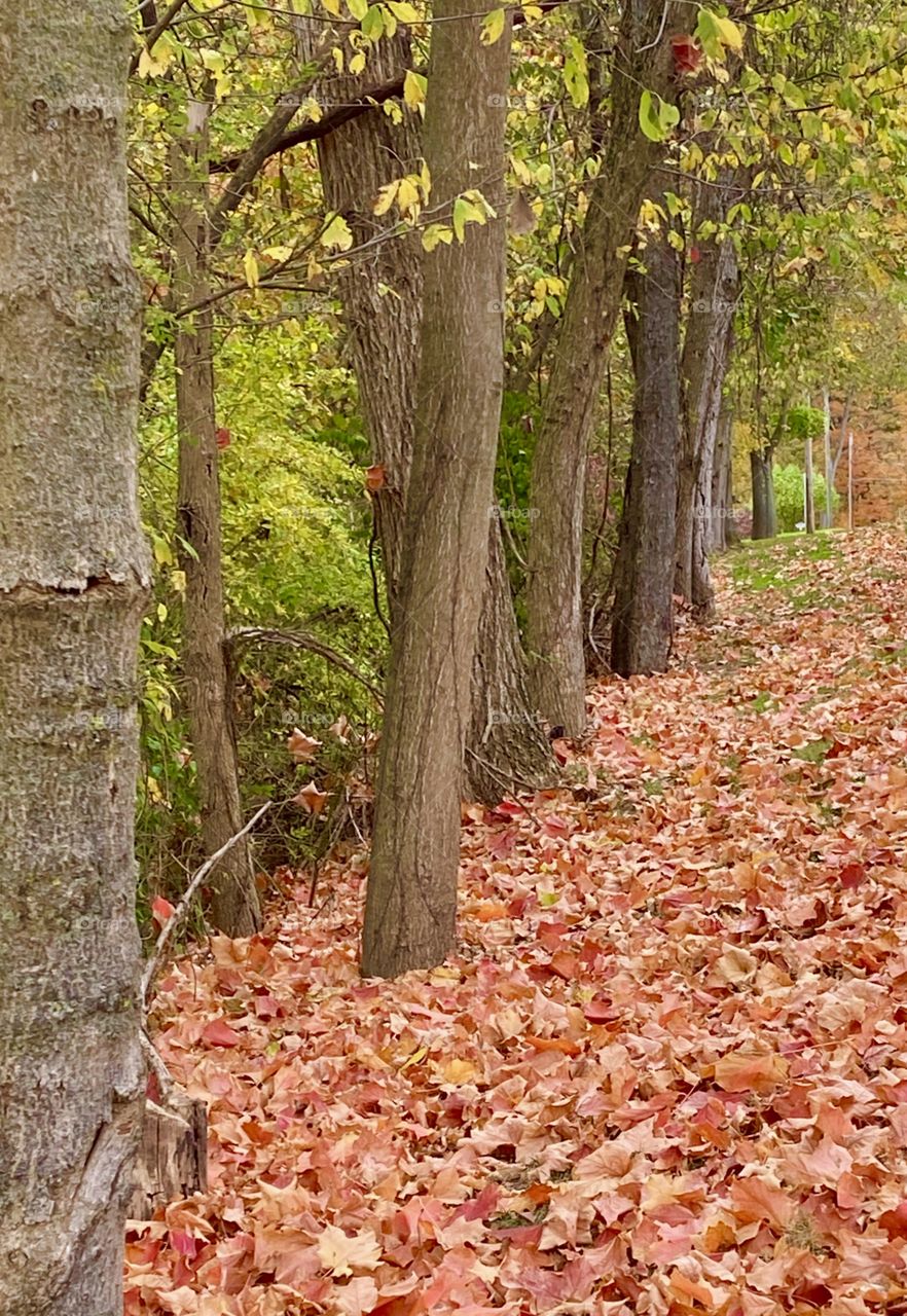 Autumn trees with colorful leaves fallen on the ground, forest