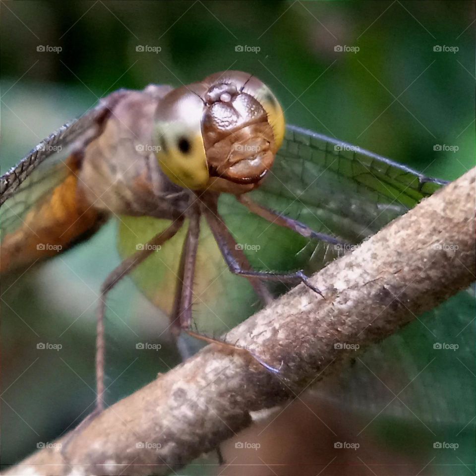 Brown dragonfly.