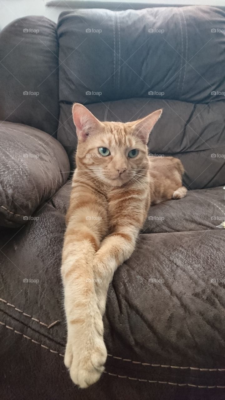 chilled ginger cat on the brown sofa