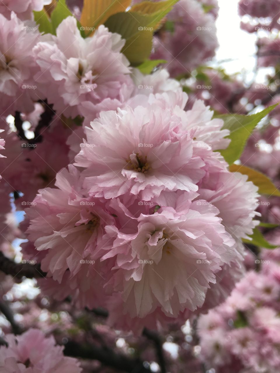 Japanese ornamental cherry 