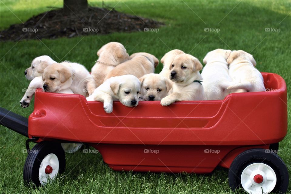 Red wagon full of yellow lab puppies