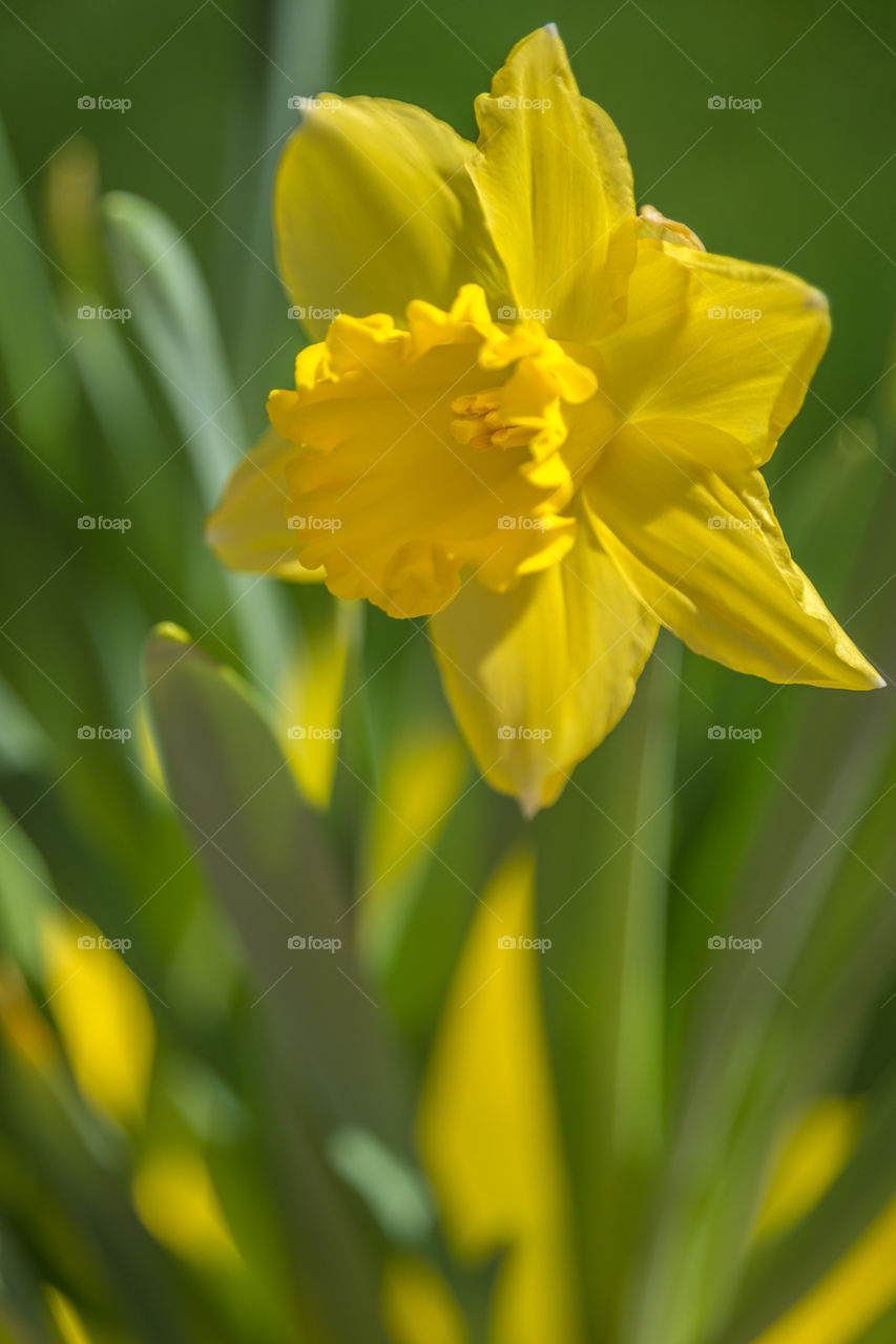 Blooming yellow daffodil in springtime