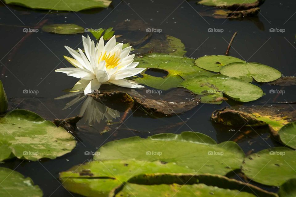 White lotus floating in pond