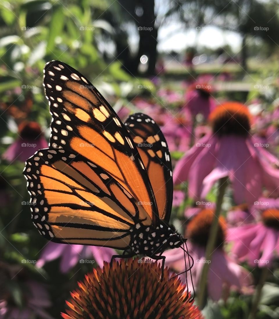Beautiful closeup of a monarch butterfly in a park