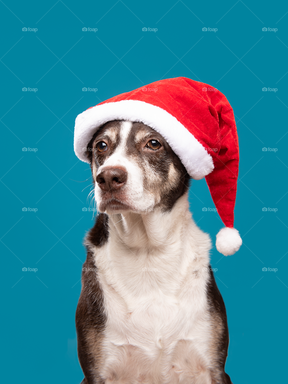 Dog with Santa’s hat - Christmas - Xmas