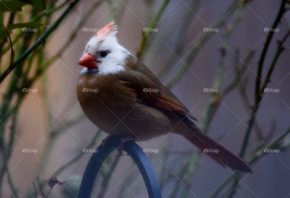 Partial albino cardinal