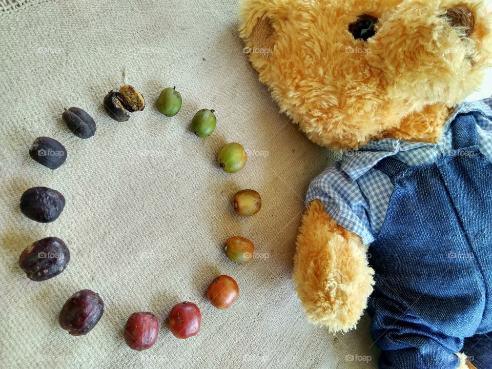 coffee beans, circle of life