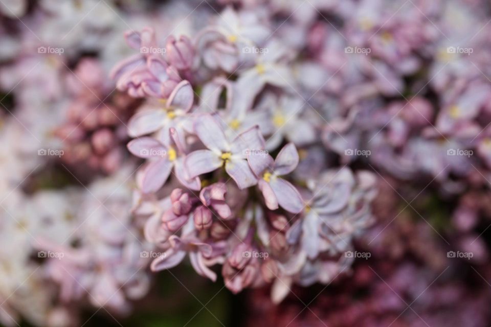 lilac flower