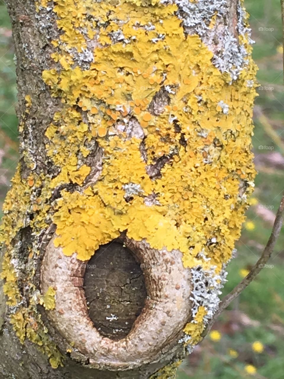 Yellow fungus on tree trunk