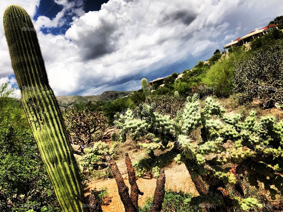 Arizona cactus 