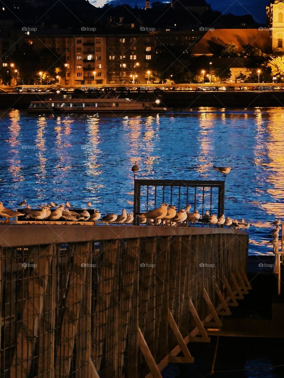 pigeons roosting on the banks of the Danube in Budapest