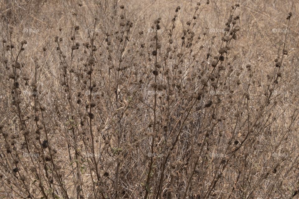 ongoing drought condition