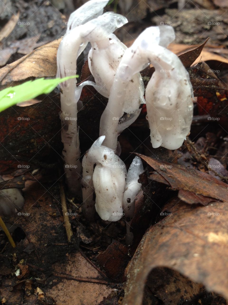 Indian Pipe 