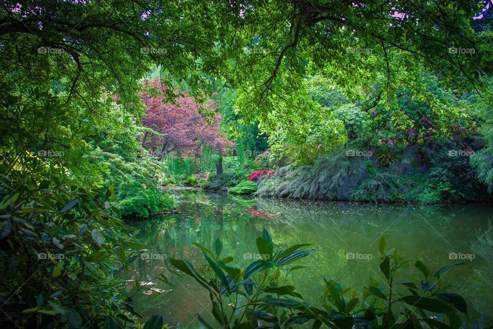 Garden Pond