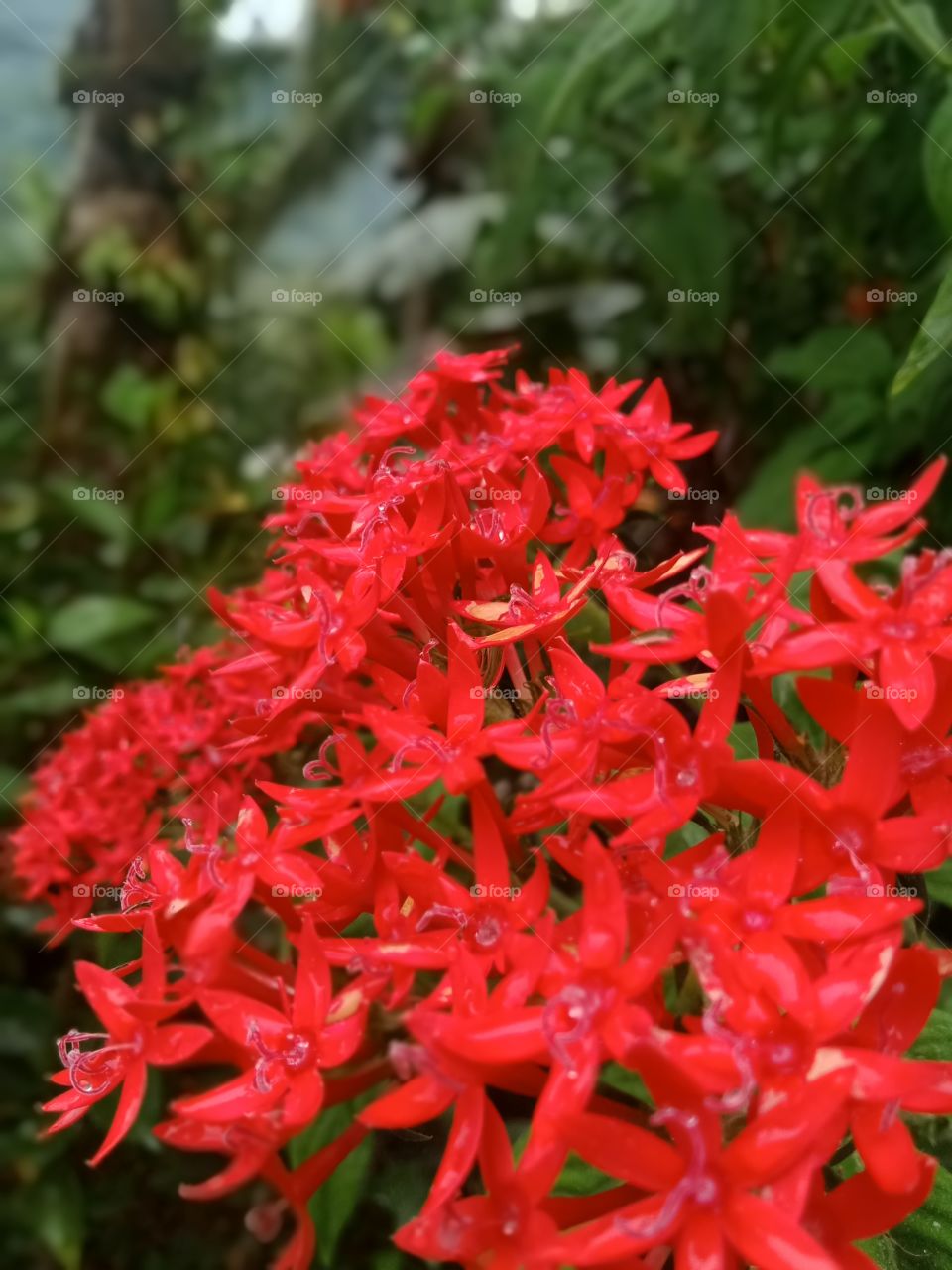 red is beautiful flowers