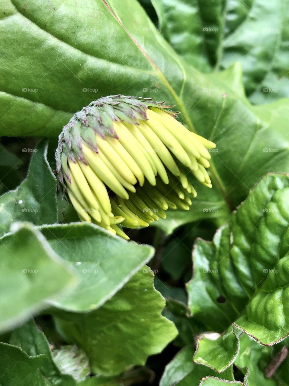 Yellow daisy bud about to bloom and flower on backyard patio container plants with leaves and foliage in the background summer gardening