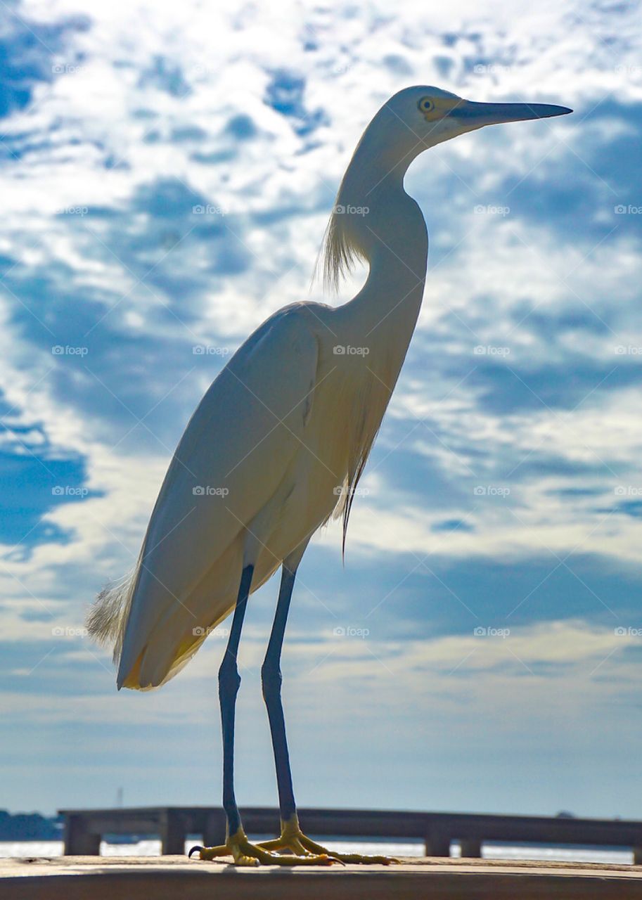 A Snowy Egret suns himself on beautiful summer day at the Atlantic Ocean. 