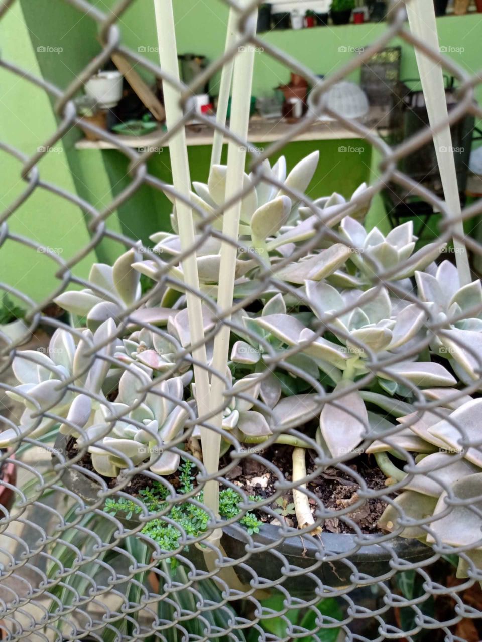 suculentas