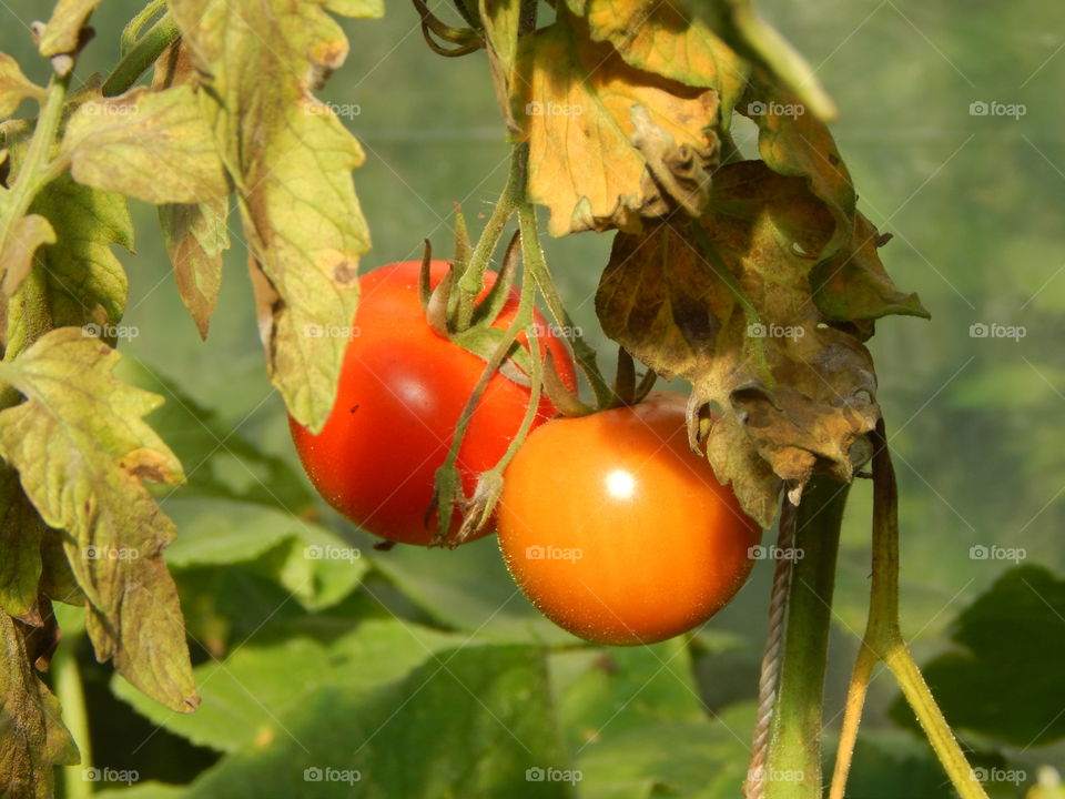 Growing tomatoes