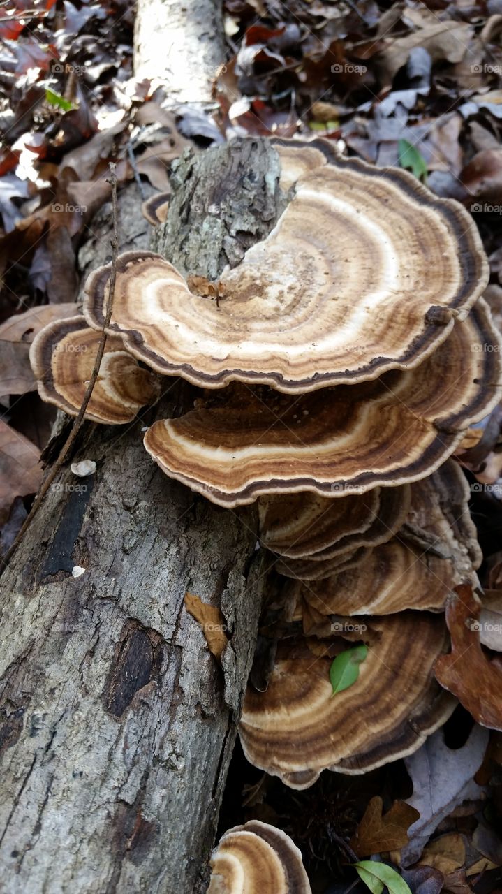 Close-up of wild mushroom