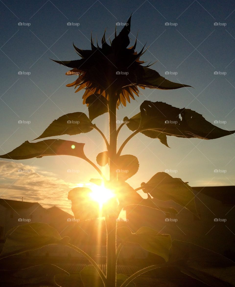 Sunlight on sunflower