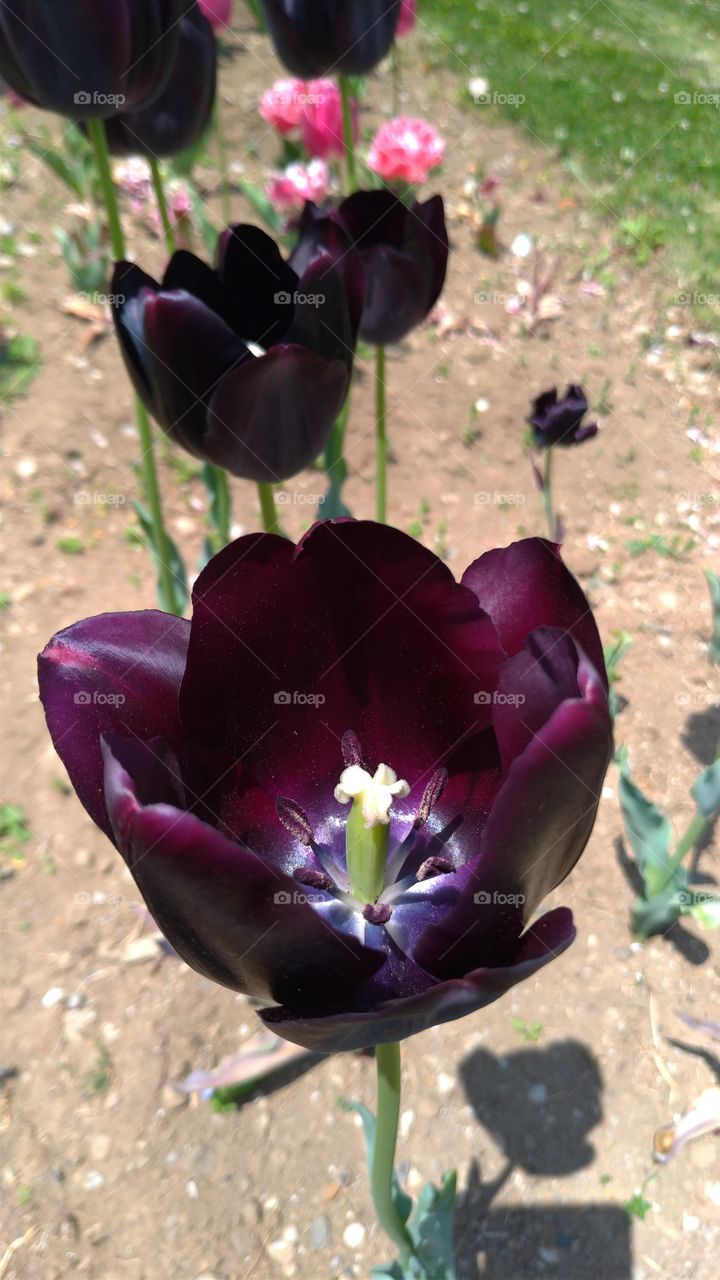 Violet tulip