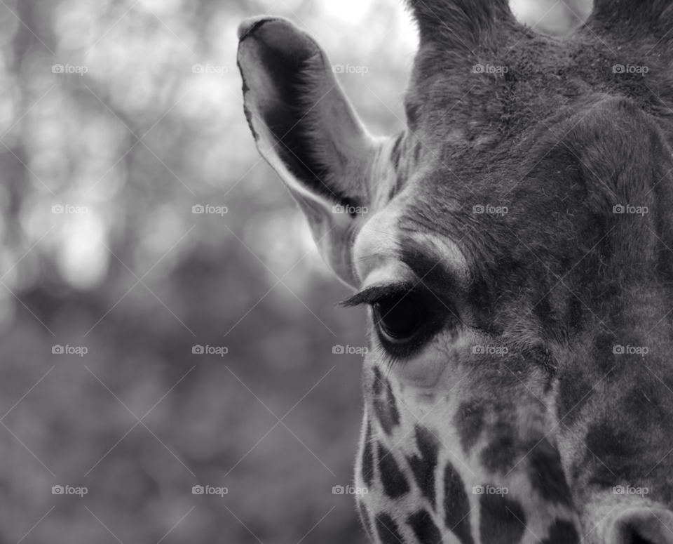 animal zoo black and white tall by gaillewisbraznell