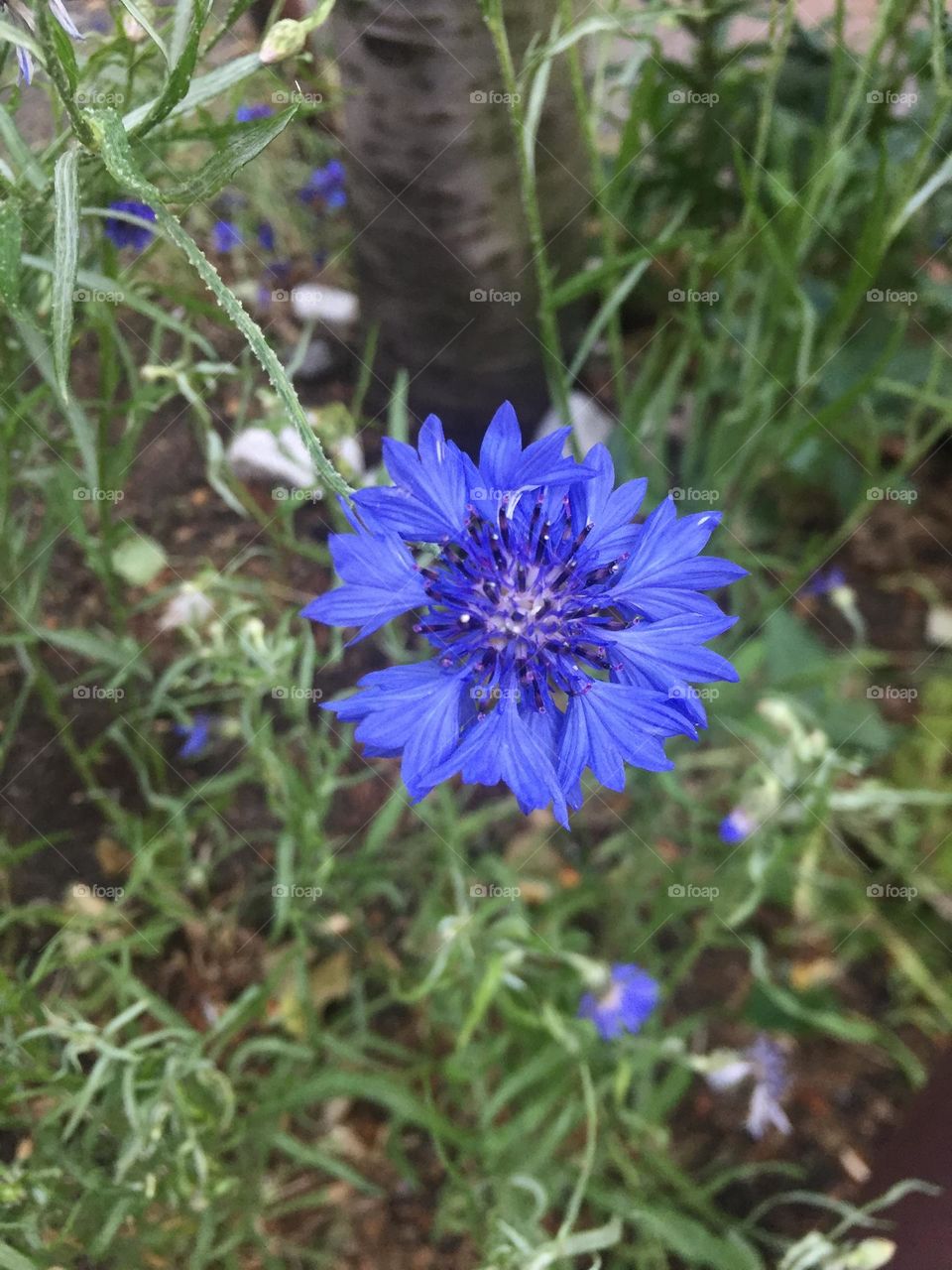 Blaue Blume 