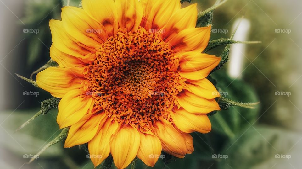 Sunflower Boucherville Québec 