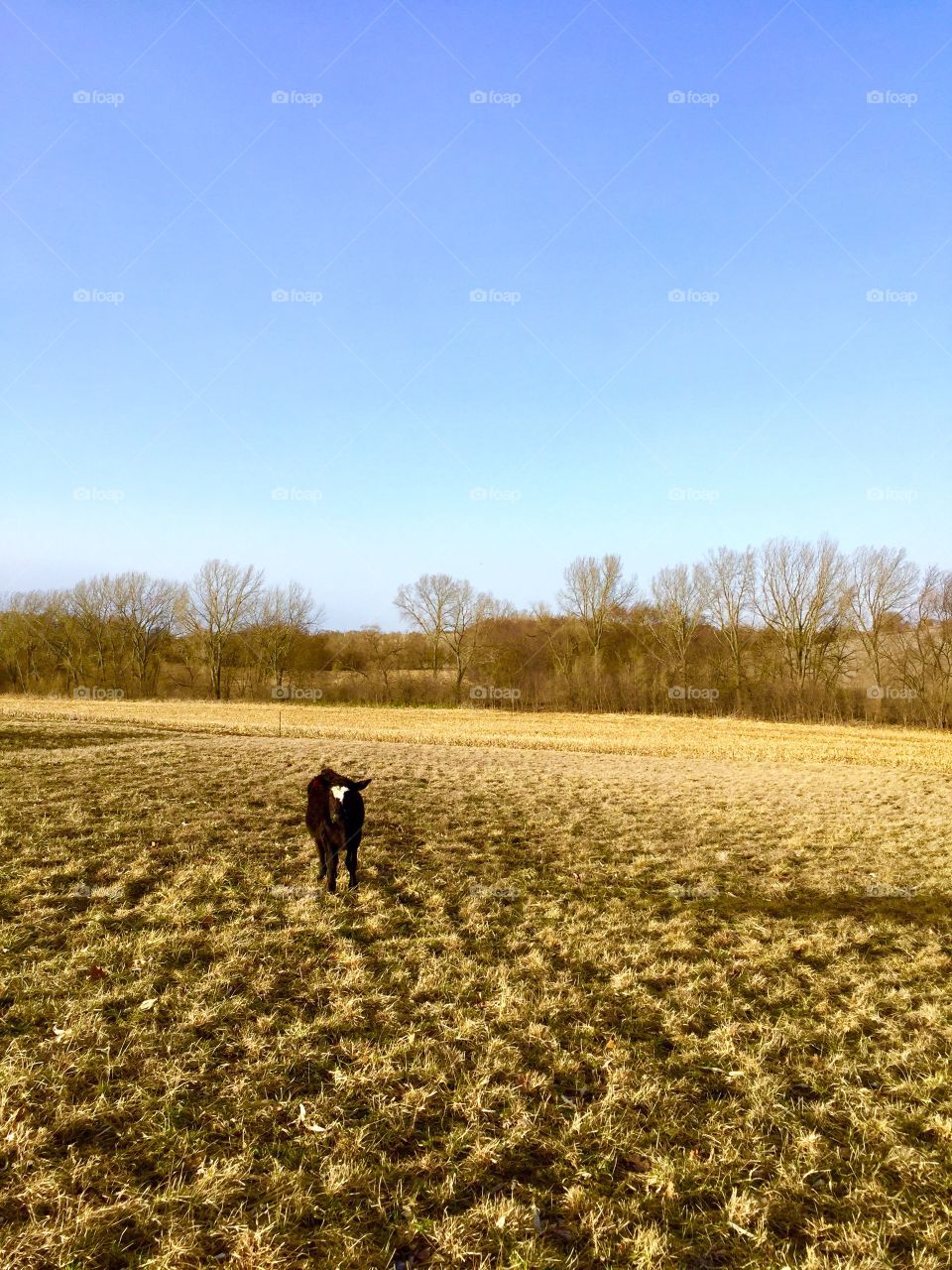 A Shy Steer