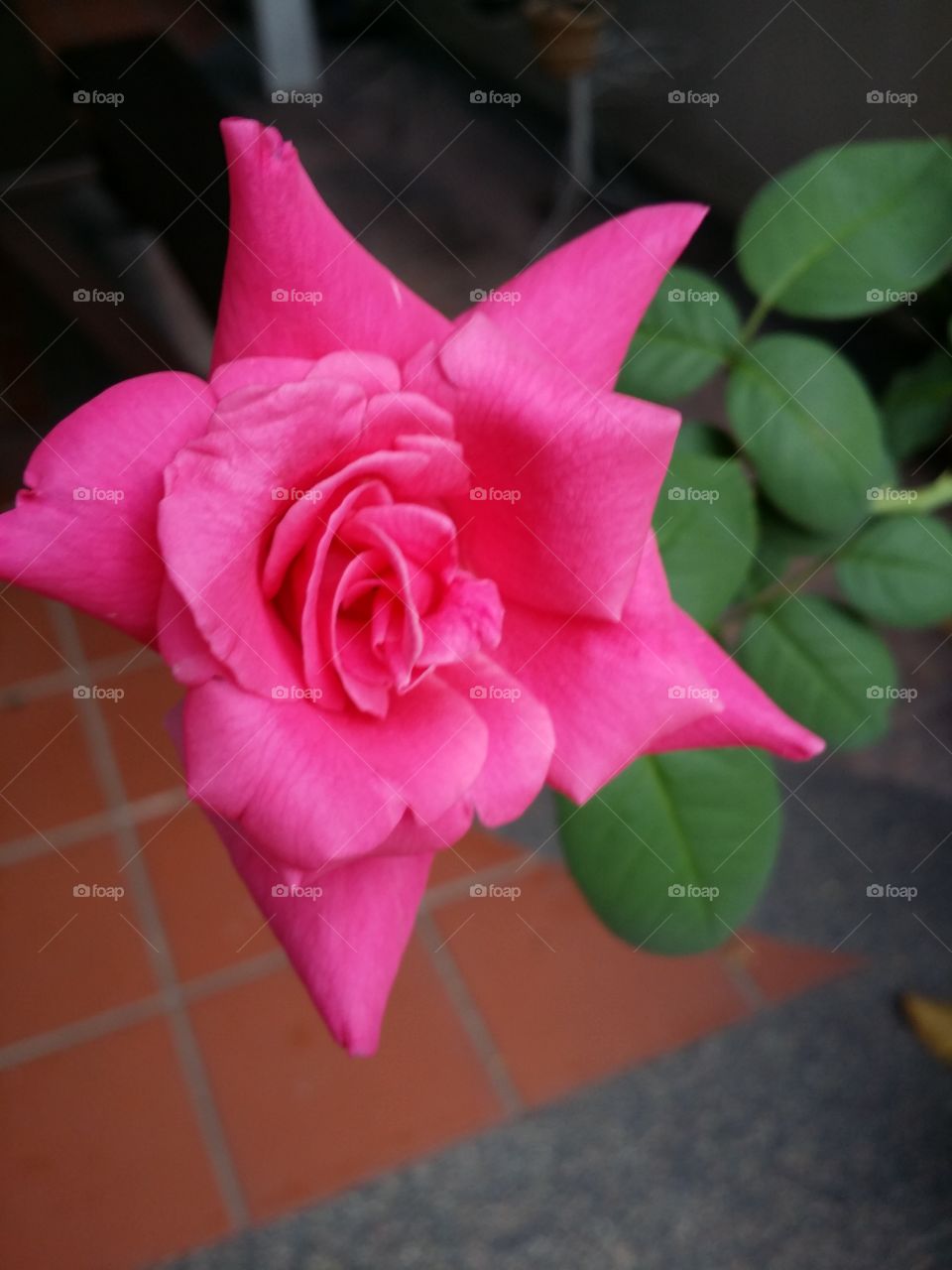 English purple rose. a beautiful rose is a beautiful rose. she is sweet.