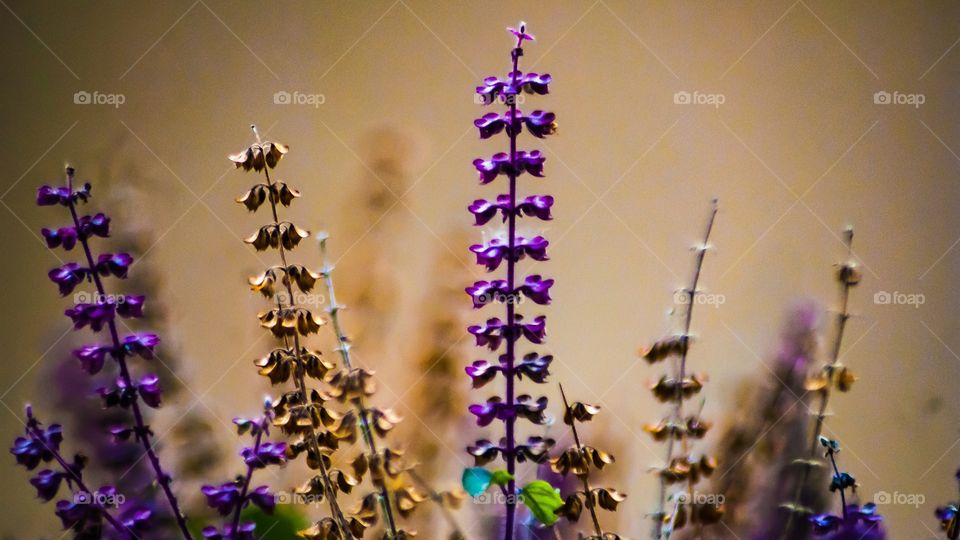 Close-up of bright flowers