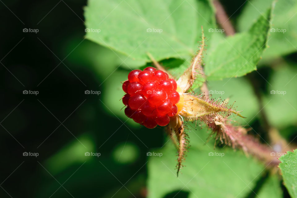 Raspberry on the vine early summer