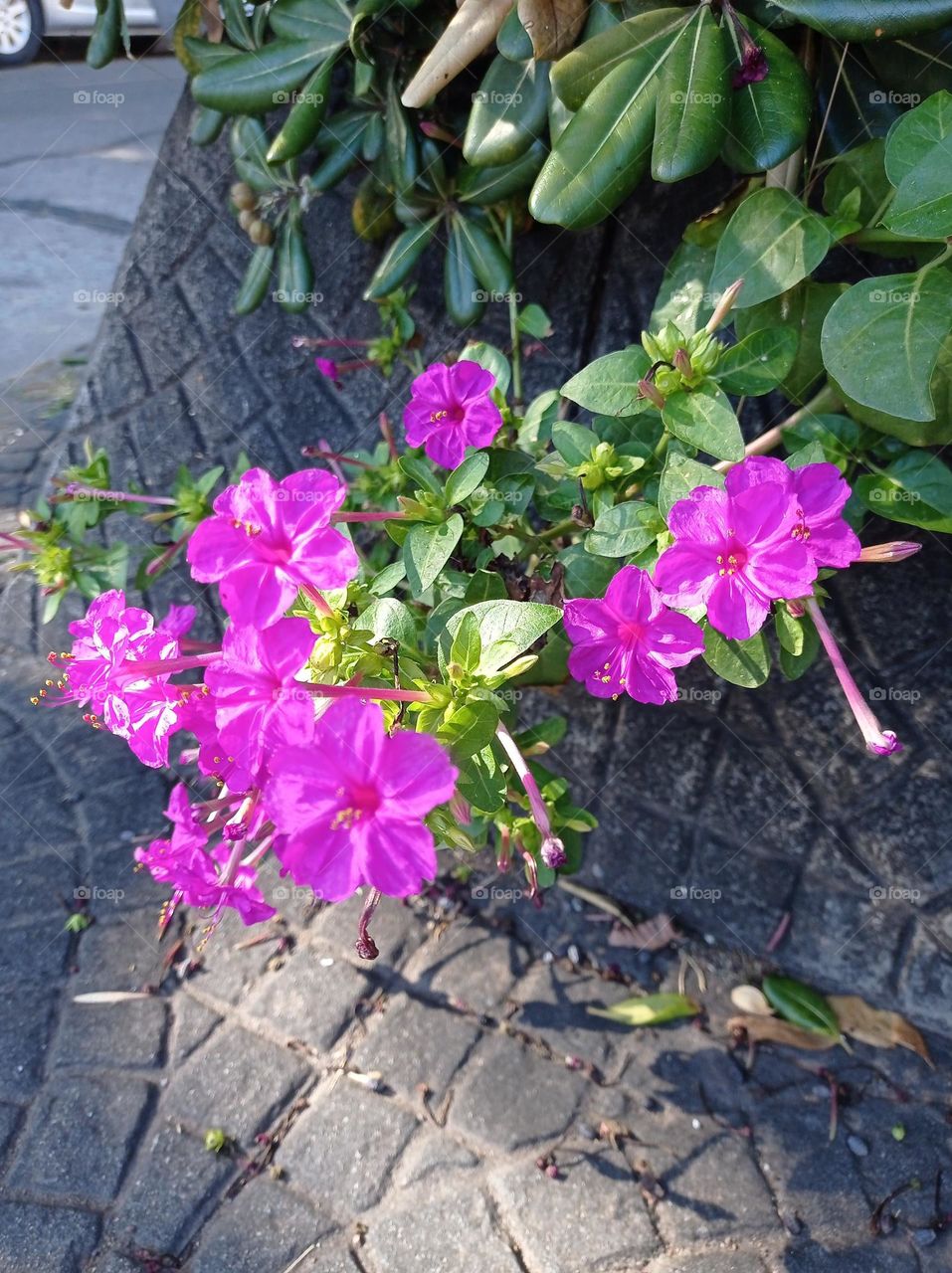 fuchsia flowers  / Flores fucsia