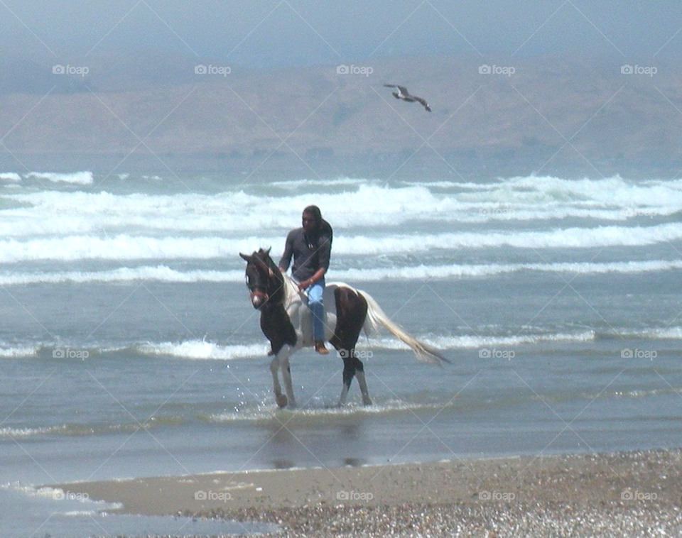 beach horse