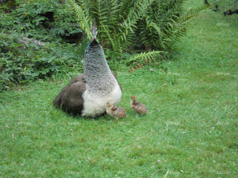 Peacock on grass