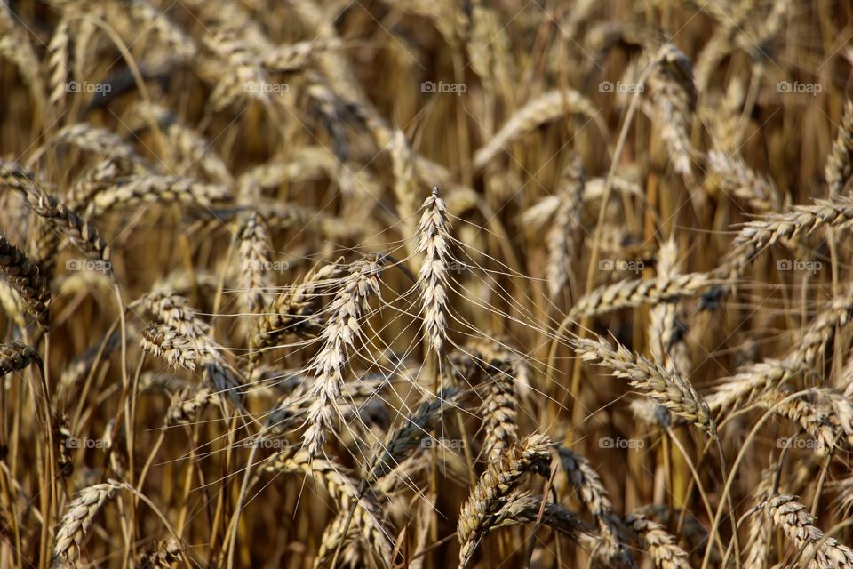 View of crackling wheat