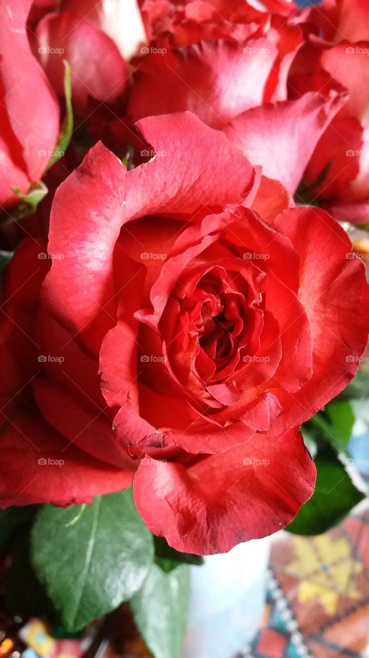 Rose
